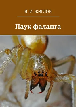 В. Жиглов Паук фаланга обложка книги