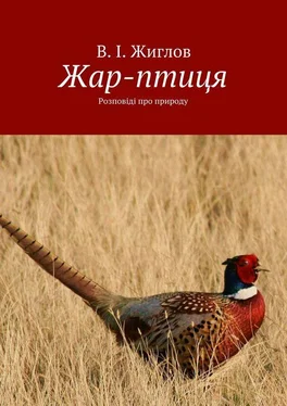 В. Жиглов Жар-птиця. Розповіді про природу обложка книги