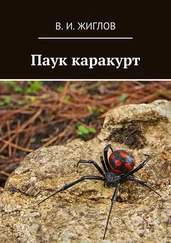 В. Жиглов - Паук каракурт