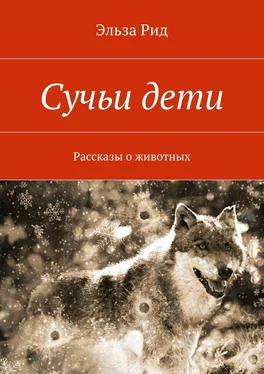 Эльза Рид Сучьи дети. Рассказы о животных обложка книги