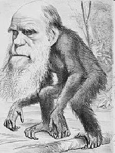 Прав ли Дарвин что ли человек произошел от обезьяны Вероятно да поскольку - фото 18