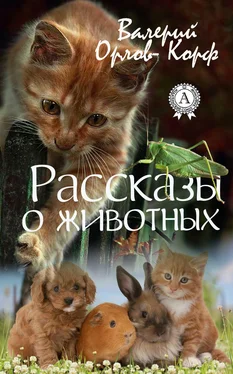 Валерий Орлов-Корф Рассказы о животных обложка книги