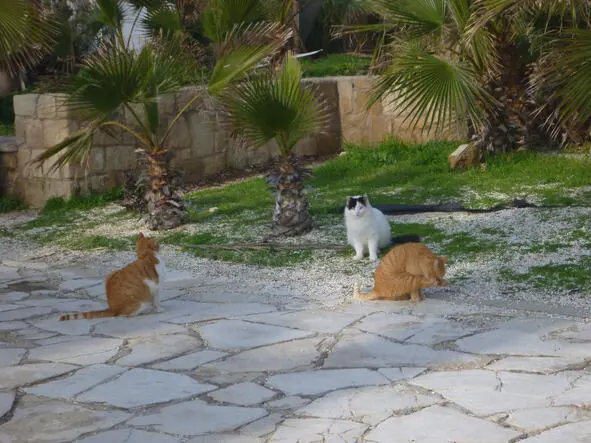 Кипрские кошки нежатся на солнышке Незаметно подхожу к порту и старой части - фото 3