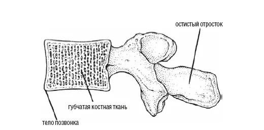 Рис 14Ячеистая структура губчатой костной ткани не позволяет кости - фото 12