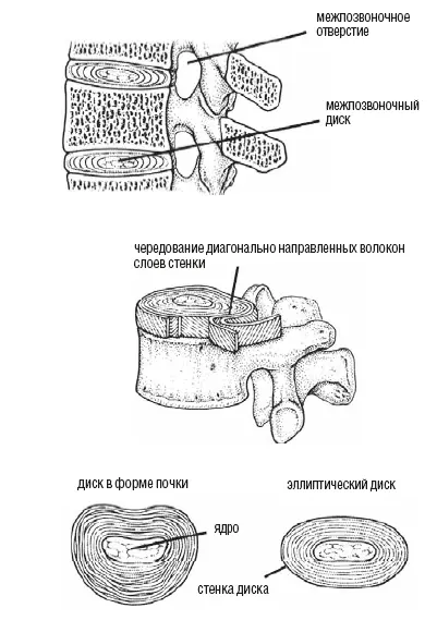 Рис 110Каждый диск состоит из студенистого ядра похожего на перламутр и - фото 18