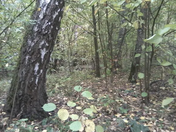 Родина моей души Во сколько ближайший до Егорьевска спрашиваю я - фото 4