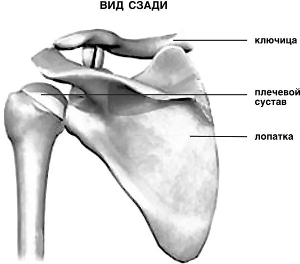 Рис 17 Система плечо ключица лопатка КПД этого вида дыхания очень - фото 17