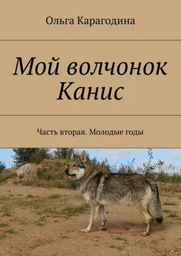 Ольга Карагодина Мой волчонок Канис. Часть вторая. Молодые годы. обложка книги