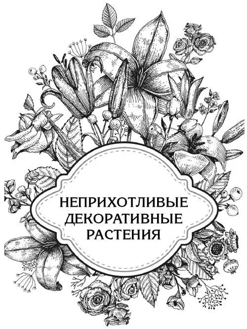 Астра многолетняя Почему у многолетней астры на нижней части стеблей вечно - фото 2