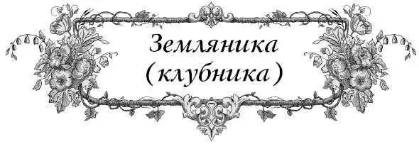 Чем отличается клубника от земляники и как правильно называть растущую в садах - фото 13