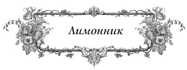 Почему нет ягод на лимоннике хотя он и цветет Лимонник двудомное растение - фото 17