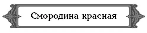 Почему вдруг перестала плодоносить красная смородина Скорее всего она у вас - фото 23