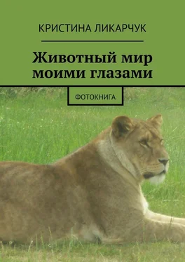 Кристина Ликарчук Животный мир моими глазами. Фотокнига обложка книги