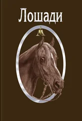Сборник - Лошади