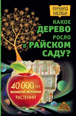 Ричард Мейби Какое дерево росло в райском саду? 40 000 лет великой истории растений обложка книги