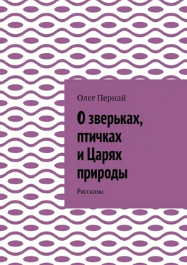 Олег Пернай О зверьках, птичках и Царях природы. Рассказы обложка книги