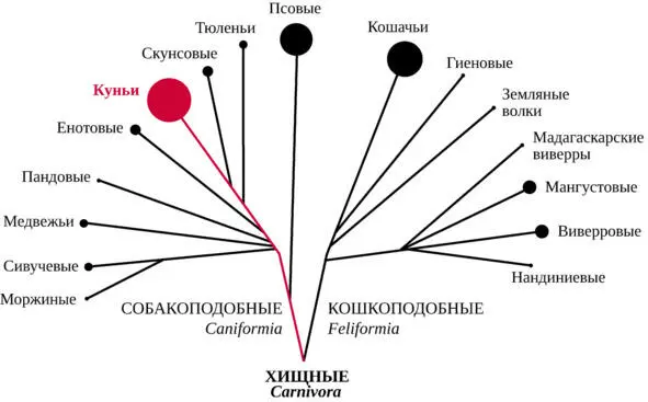 Рис 1 Родственные отношения семейств внутри отряда Хищных млекопитающих - фото 1