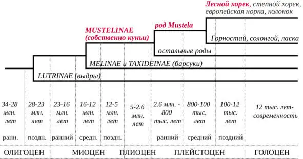 Рис 2 Филогения семейства куньих Подробная система куньих приведена на рис - фото 2