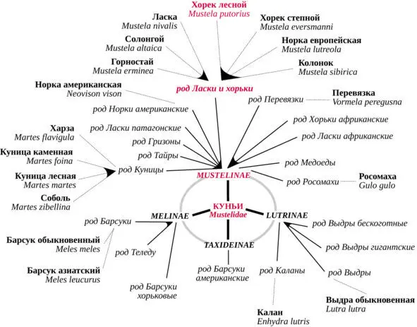 Рис 3 Система семейства куньих Указаны виды обитающие на территории России - фото 3