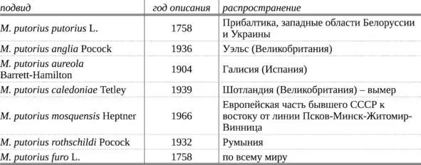 Таблица 1 Подвиды лесного хорька Mustela putorius L по Аристов Барышников - фото 4