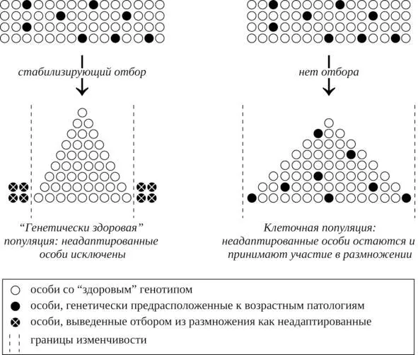 Рис 5 Действие стабилизирующего отбора Такой комплексный признак как - фото 7