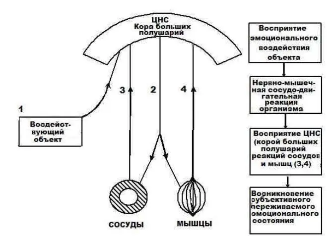 Рис 4 Динамика процессов согласно теории ДжеймсаЛанге Теория неоднократно - фото 4