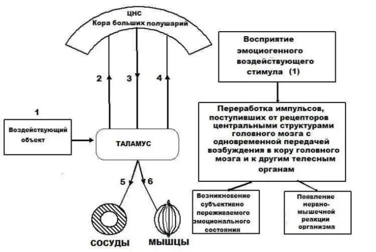 Рис 5 Динамика процесса согласно теории Кеннона Барда Теория лимбической - фото 5
