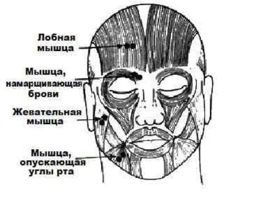 Рис 6 Поперечнополосатая мускулатуру обеспечивающая мимические выражения - фото 6