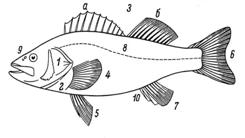 1 жаберная крышка 2 жаберная щель 3 спинной плавник а колючая часть - фото 1