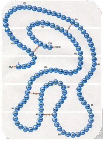 Первичная структура число и последовательность аминокислот соединенных друг - фото 2