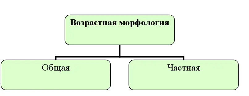 Общая возрастная морфология изучает закономерности роста и развития организма - фото 2