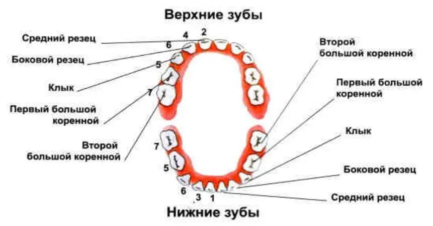 Рис21 Схема расположения молочных зубов Молочные зубы начинают развиваться - фото 4