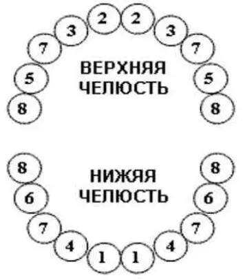 Рис22 Схема прорезывания зубов номера показывают порядок прорезывания - фото 6