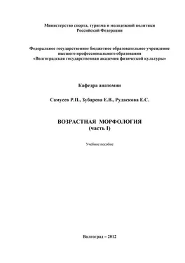 Елена Зубарева Возрастная морфология. Часть I обложка книги