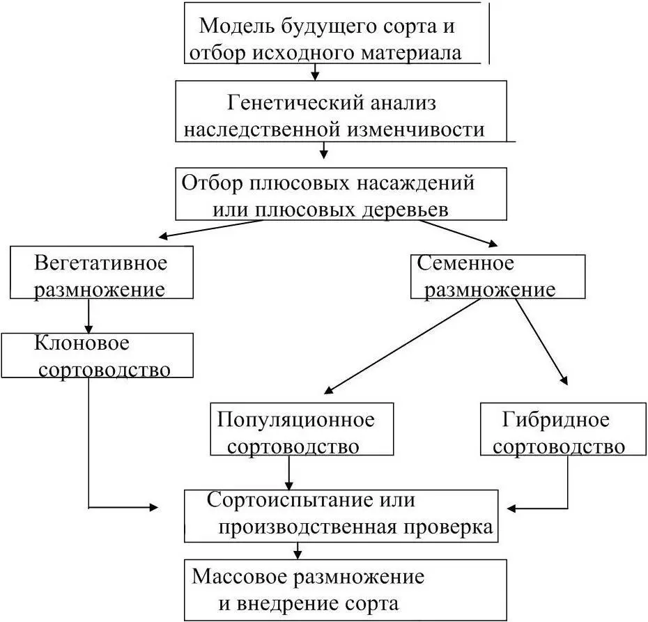 Рисунок 1 Схема селекционного процесса и сортоводства лесных древесных пород - фото 1