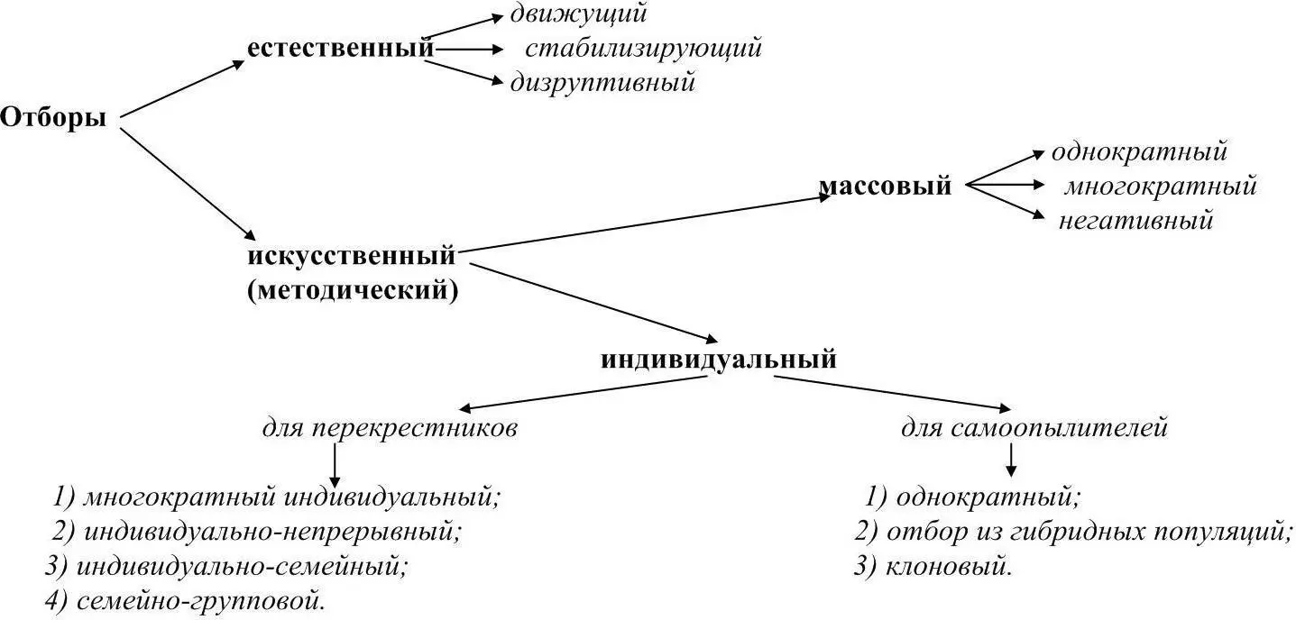 Рисунок 2 Классификация отборов Стабилизирующий отбор наблюдается при - фото 2