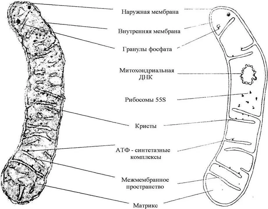 Рисунок 310 Ультраструктура митохондрии 1 клетки концевых секреторных - фото 11
