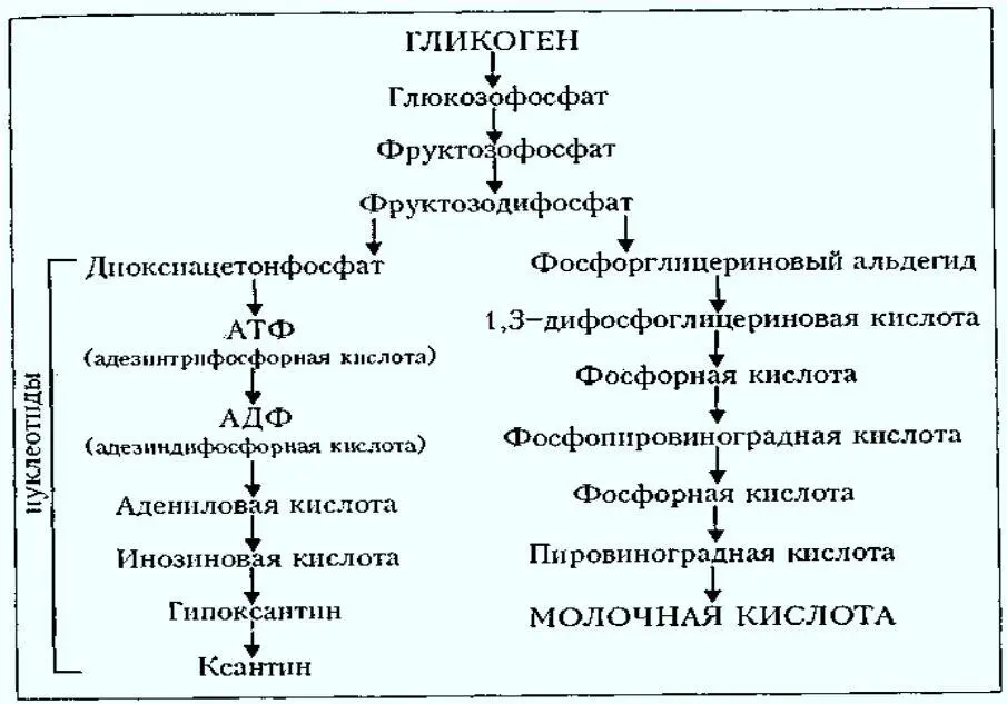 Рис 2 Схема биохимических изменений гликогена при созревании мяса В кислой - фото 7