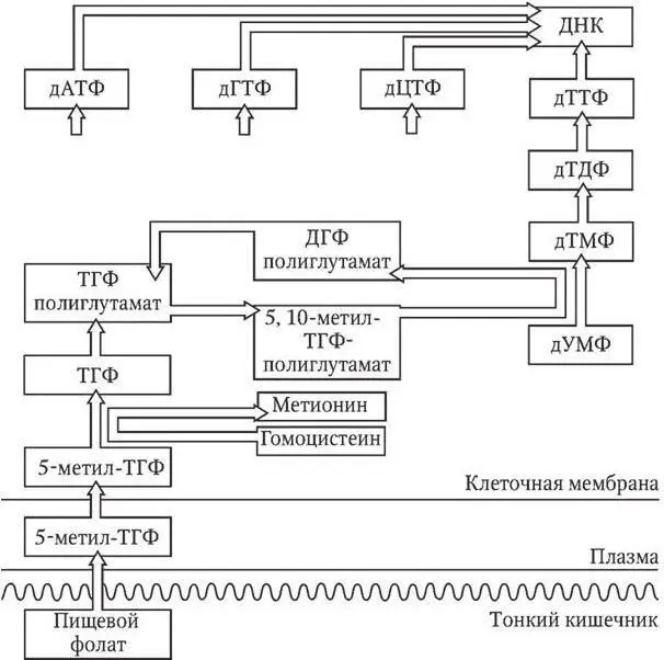 Схема 51 Место фолиевой кислоты и витамина В 12в синтезе ДНК связанное с - фото 1