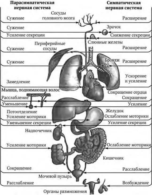 Рис 116 Автономная нервная система Рис 118 Интрамуральный ганглий - фото 9