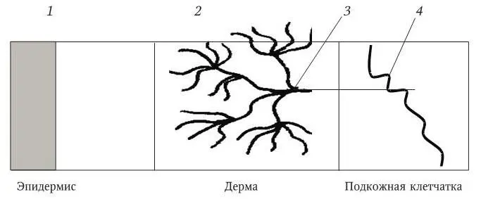 Рис 1 Схема строения кожи человека 1 роговой слой 2 капиллярный слой - фото 1