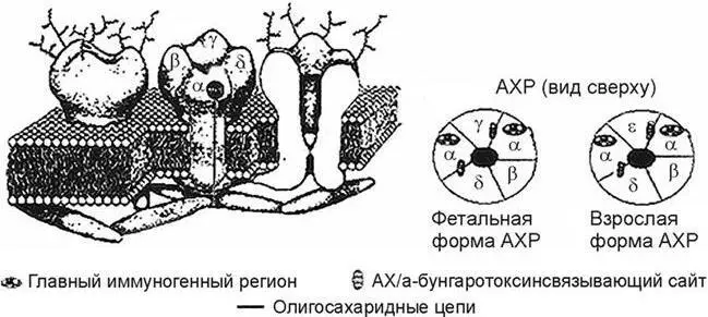 Рис 3 Строение ацетилхолинового рецептора АХР основные поражаемые мишени - фото 3