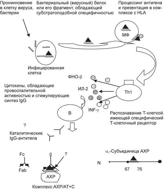 Схема 1 Возможные механизмы образования каталитической активности IgG И А - фото 4