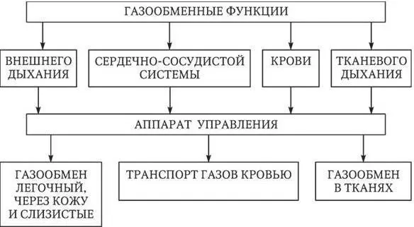 Рис 11 Схема газообмена в организме Система дыхания включает в - фото 12
