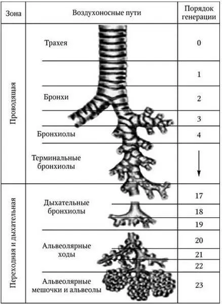 Рис 12 Схема воздухоносных путей человека по Е R Weibel 1963 Эпителий - фото 13