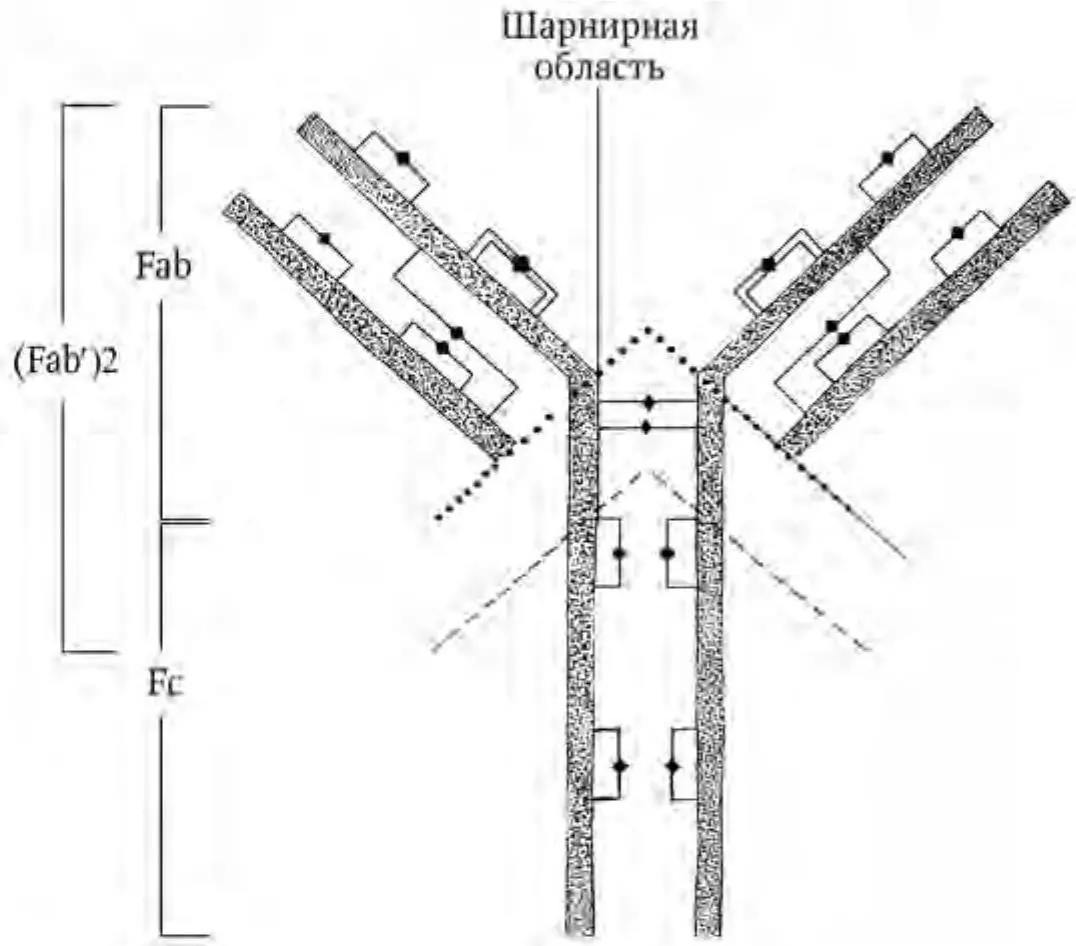 Рис 1 Структура кроличьего иммуноглобулина IgG Тяжелые и легкие цепи - фото 1