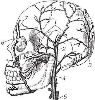 Рис 5 Артерии головы 1 ветви a temporalis superficialis 2 a - фото 4