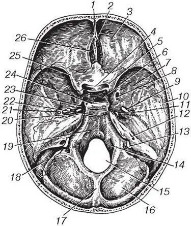 Рис 11 Внутренняя поверхность основания черепа 1 foramen caecum 2 - фото 12