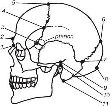 Рис 12 Стандартные краниометрические точки 1 назион nasion 2 - фото 18