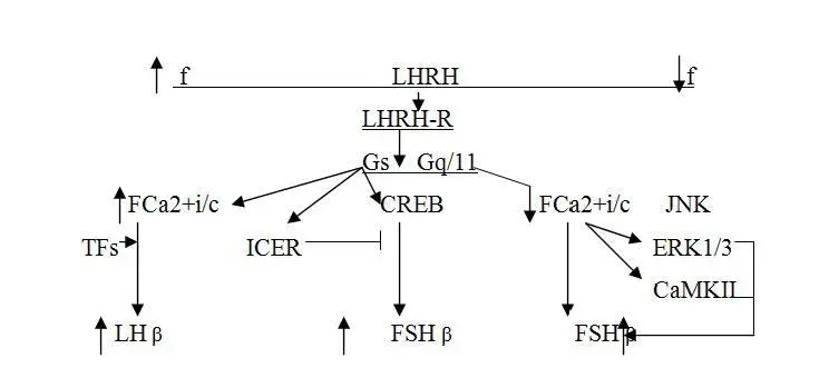 с 1 Схема регуляции синтеза FSHβ и LHβ в аденогипофизе при высокой слева и - фото 2